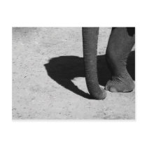Elephant shadow