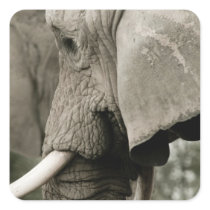 Elephant  Stickers