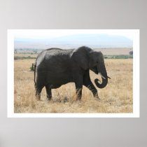 elephant stroll posters