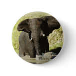 Elephant swimming (african elephant) button