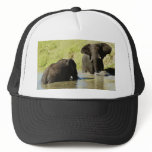 Elephant swimming (african elephant) hats