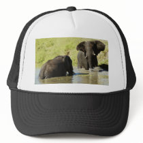 Elephant swimming (african elephant) hats