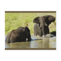 Elephant swimming (african elephant) postcard