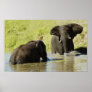 Elephant swimming (african elephant) poster, print