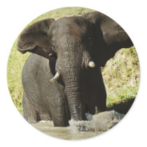 Elephant swimming (african elephant) sticker