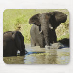 Elephant swimming