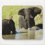 Elephant swimming