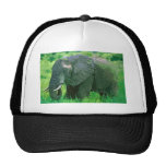 Elephant Trucker Hats