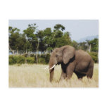 Elephant walking Masai Mara Plains, Kenya postcard