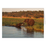 Elephants at sunset, Chobe Greeting Card