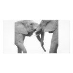 Elephants in love white photo cards