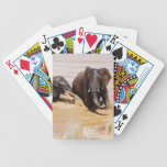 Elephants playing with water bicycle playing cards