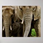 Elephants Print