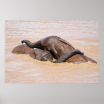 Elephants water world print