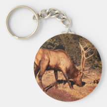 Elk -  An Elk Eating Key Chains