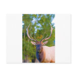 Elk Bulls Eyes