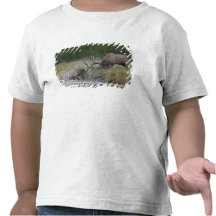Elk Bulls fighting, Yellowstone NP, Wyoming Tee Shirts