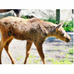 Elk Calf Animal Photo Sculptures