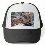 Elk Calves Drinking Hats