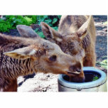 Elk Calves Drinking photo sculptures