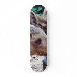 Elk Calves Drinking skateboards