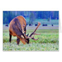 Elk cards