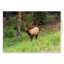 elk  cards