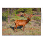 elk cards