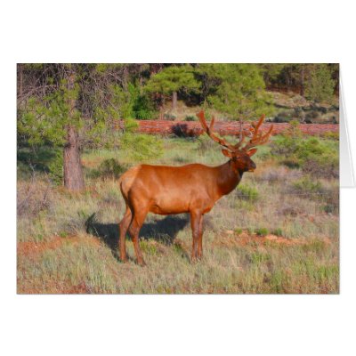 elk greeting cards by cardart