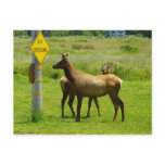 Elk Crossing Postcard