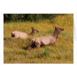 Elk Greeting Card