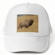 elk