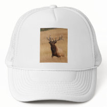 elk