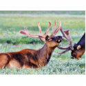 Elk Horns photo sculptures