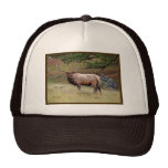 Elk in the Wild Mesh Hat
