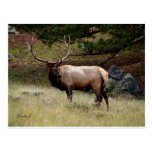 Elk in the Wild Post Card