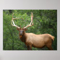 elk large poster posters