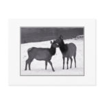 Elk Mother And Calf