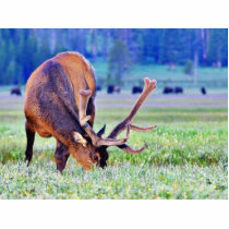 Elk Acrylic Cut Out