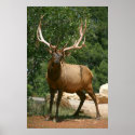 elk poster posters