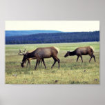 Elk Posters