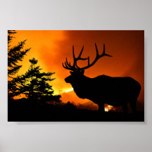 Elk Posters