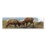 Elk sparring bumper sticker bumper stickers