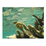 Elkhorn coral in Florida Keys Postcards