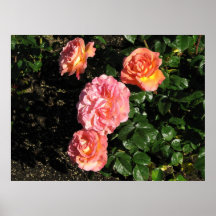 Elle Hybrid Tea Rose 148 Posters