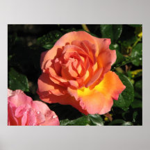 Elle Hybrid Tea Rose 150 Posters