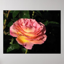 Elle Hybrid Tea Rose 152 Print