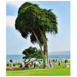 Ellen Browning Scripps Park In La Jolla t-shirts