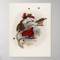 Elliot - Cicinnurus regius - King Bird Of Paradise Posters