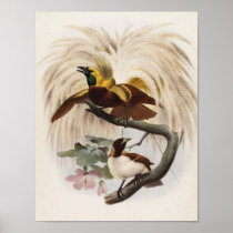 Elliot - Paradisea minor - Lesser Bird Of Paradise Poster